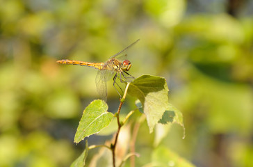 Dragonfly on a leaf