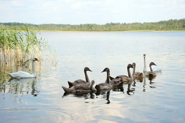 Family of white swans