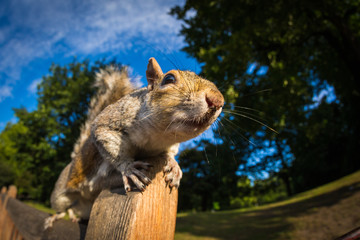 Grey Squirrel on a park bench