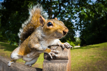 Naklejka na ściany i meble Grey Squirrel on a park bench