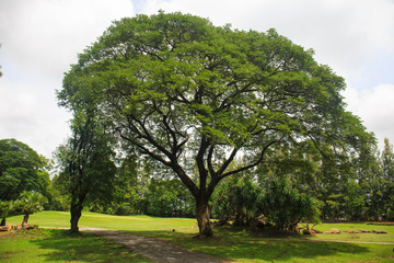 Fototapeta na wymiar Rain Tree in green field