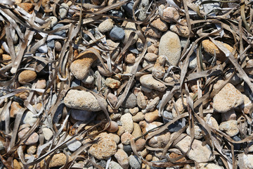 Background of stones and algae