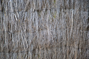 Background of dry reeds