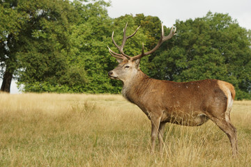 Naklejka na ściany i meble Red Deer, Deer, Cervus elaphus