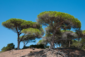 mediterranean parasol pines