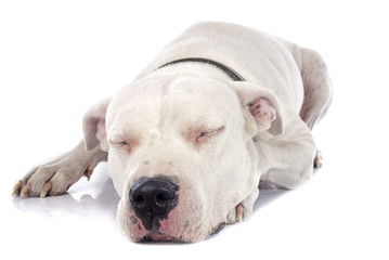Obraz premium argentinian dog
