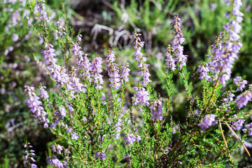 flowers of heather in the forest