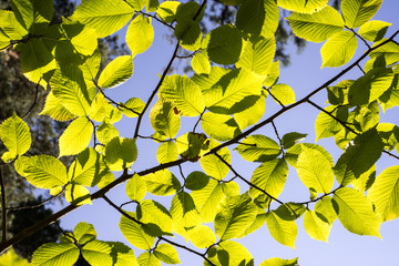 linden tree leaves in sunlight