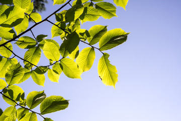 Obraz premium linden tree leaves in sunlight