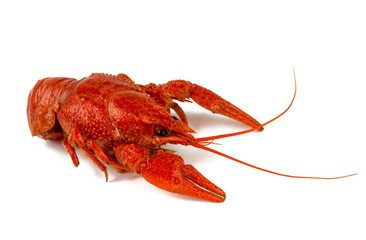 boiled crawfish isolated on white