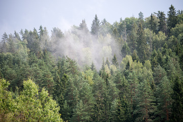 misty forest after the rain in summer