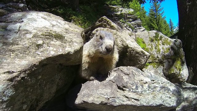 marmot, marmotta