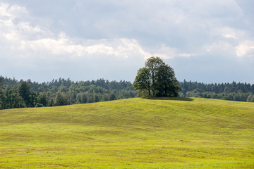 lonely tree far in the yellow field