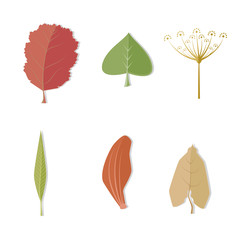 Color isolated image of a leaves. Vector illustration