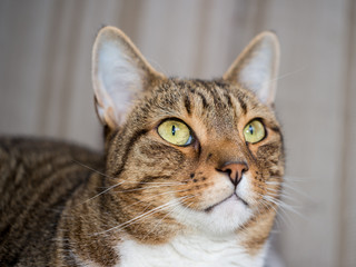 domestic cat close-up shot