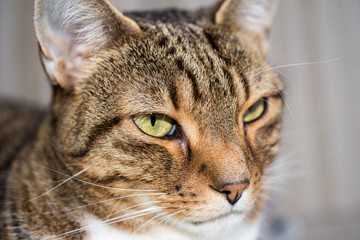 domestic cat close-up shot