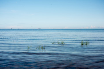 beach view with plants in water and blue sky
