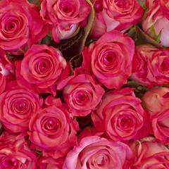 Obraz na płótnie Canvas rde roses closeup, natural background
