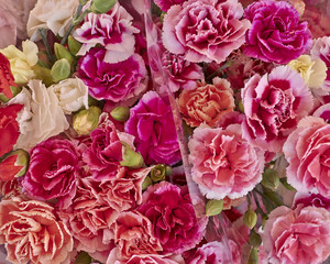 carnation flowers closeup, natural background