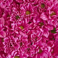 colorful chrysanthemum flowers closeup