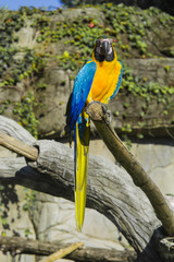 ara parrot