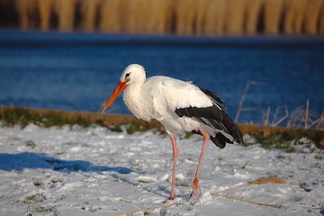 Stork in Winter