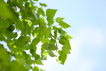 Beautiful spring leaves on tree outdoors