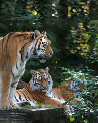 Bengal tiger panthera tigris tigris in captivity