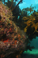 Fototapeta na wymiar Underwater rocky reef with kelp forest on top