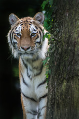 Bengal tiger panthera tigris tigris in captivity