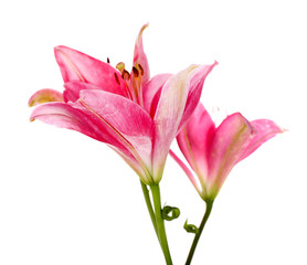Fototapeta na wymiar Beautiful pink lily flowers, isolated on white