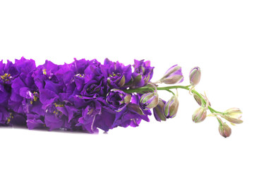 Naklejka premium Beautiful purple flowers isolated on white