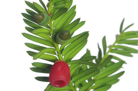 yew twig with fruits