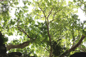 Twigs and green leaves on stone mountain.