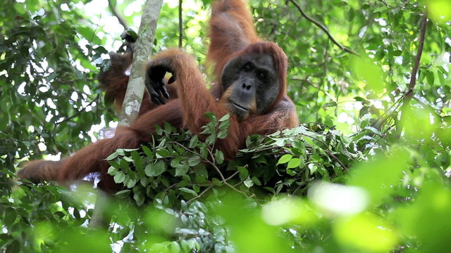 Male orangutan resting in tree nest in Sumatran rain forest