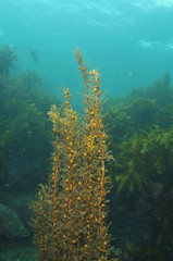 Fototapeta na wymiar Shallow water brown seaweed with kelp forest in background