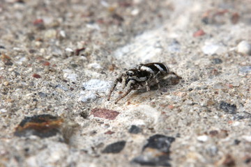 Zebra spider (Salticus scenicus) sitting on concrete
