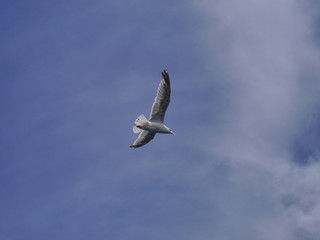 sea gull