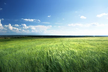 Foto auf Alu-Dibond field of barley and sunny day © Iakov Kalinin