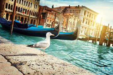 seagull in Venice, Italy