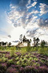 Summer landscape over meadow of purple heather during sunset
