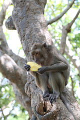 Monkey in nature eating fruit.