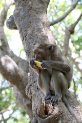 Monkey in nature eating fruit.