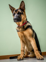 German shepherd