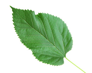 Mulberry leaf on white background isolated