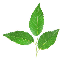 Fototapeta premium Green brunch on white background isolated