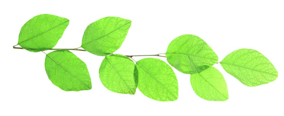 Green brunch on white background isolated