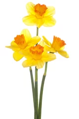 Crédence de cuisine en verre imprimé Narcisse jonquille