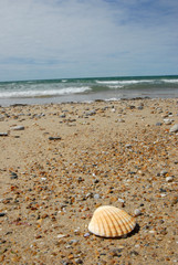 Coquillage et bord de mer