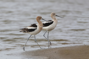 Obraz premium Pair of American Avocets on a Beach